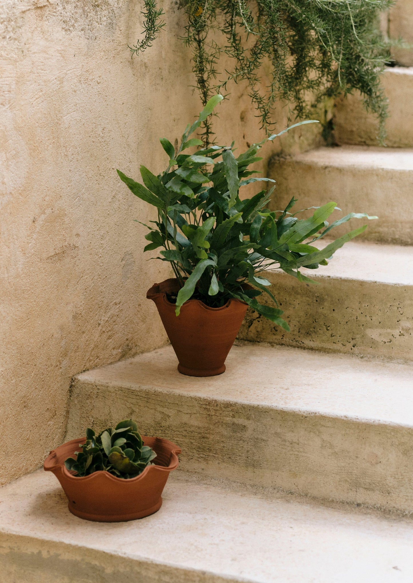 Vaso in terracotta Willow Pottery | Terracotta