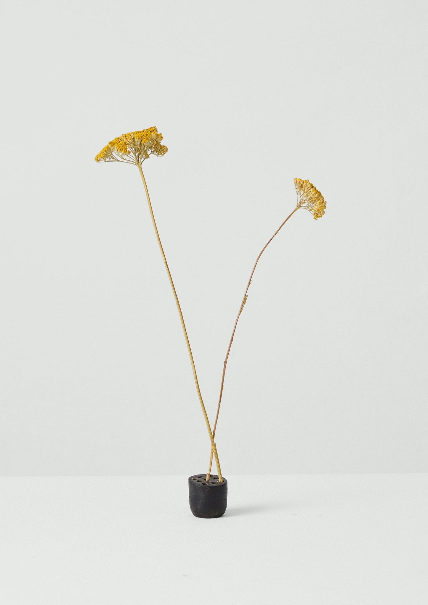 Rana di fiori di metallo | Ferro