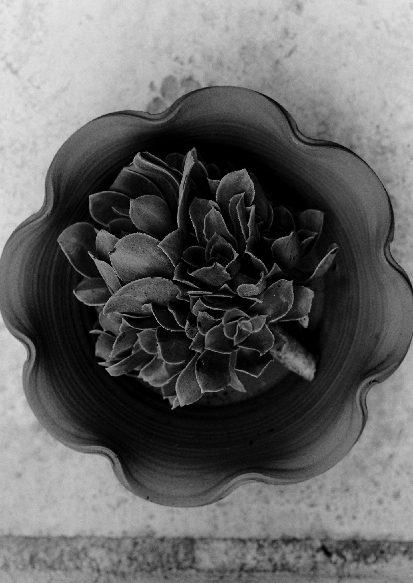 Vaso in terracotta Willow Pottery | Terracotta